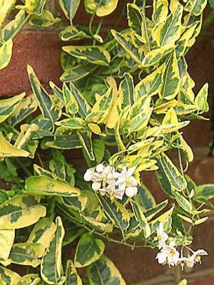 B Solanum Column Topiary Variegata - View 1 from www redcrocus com