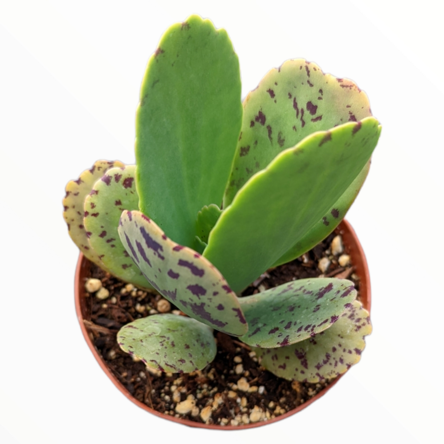 Succulent Kalanchoe Marmorata Spotted Kalanchoe - View 10 from www redcrocus com
