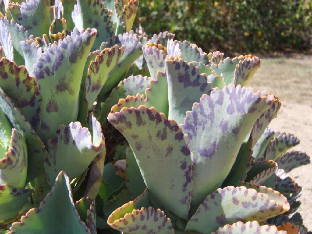 Succulent Kalanchoe Marmorata Spotted Kalanchoe - View 11 from www redcrocus com