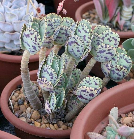 Succulent Kalanchoe Marmorata Spotted Kalanchoe - View 13 from www redcrocus com