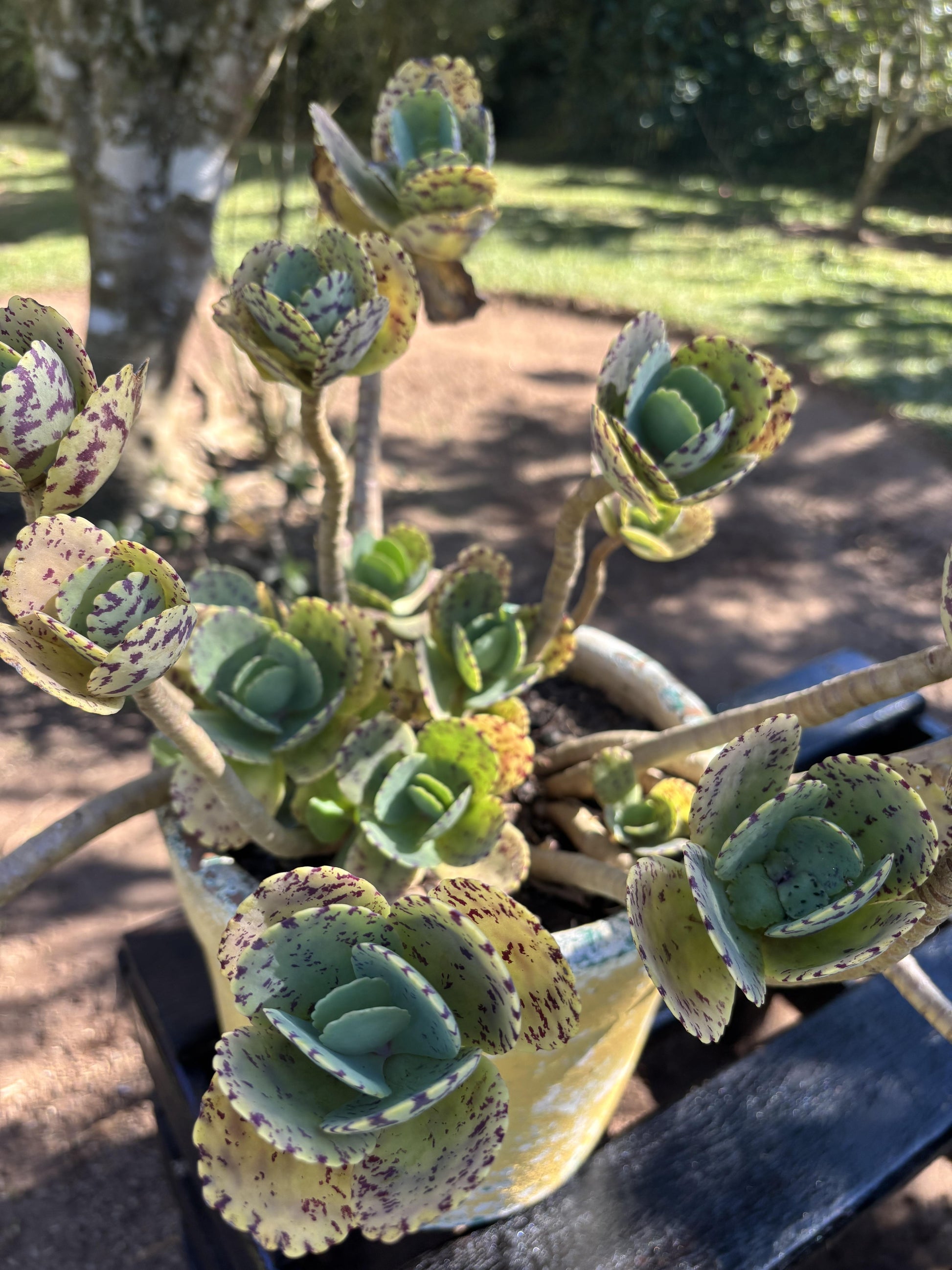 Succulent Kalanchoe Marmorata Spotted Kalanchoe - View 15 from www redcrocus com