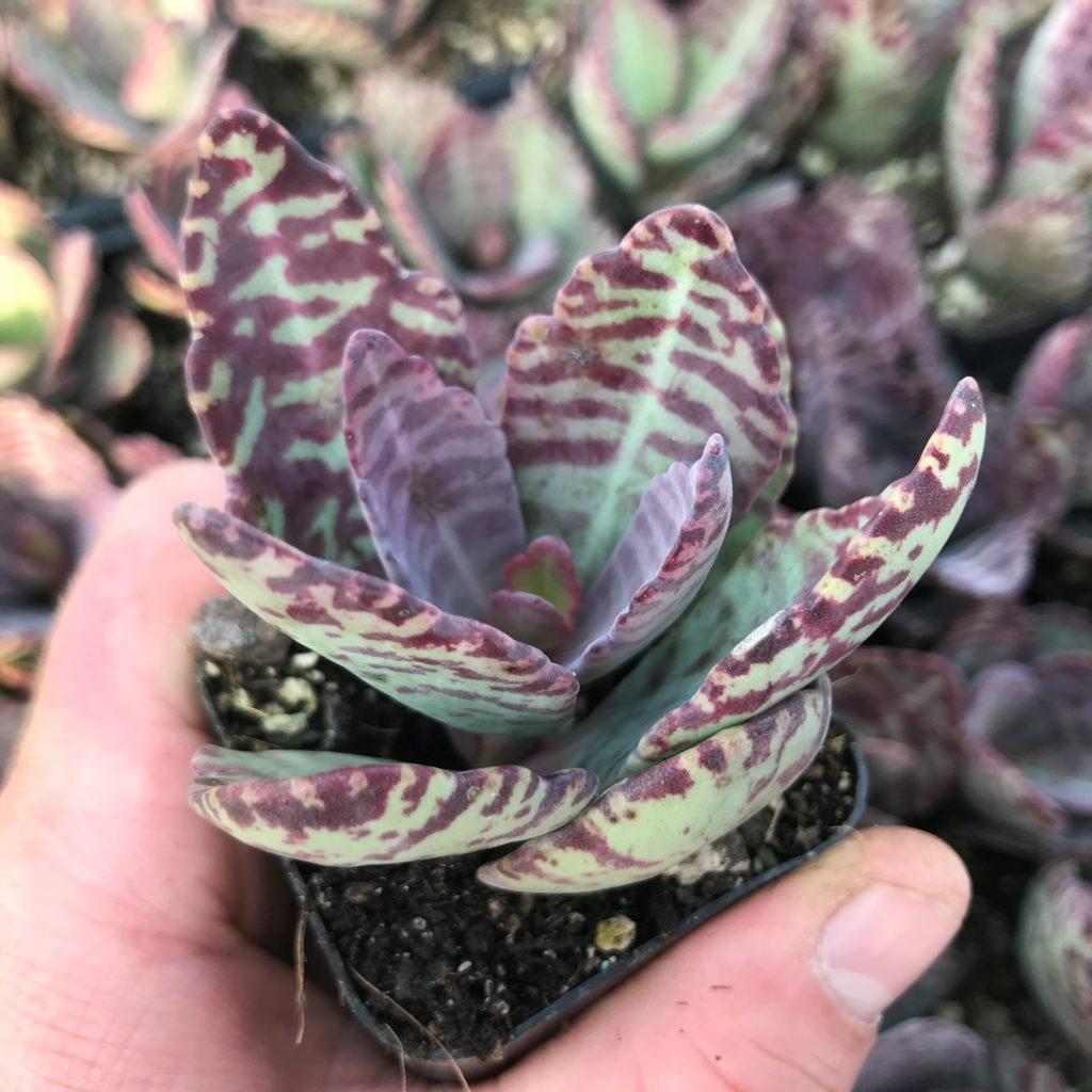 Succulent Kalanchoe Marmorata Spotted Kalanchoe - View 17 from www redcrocus com