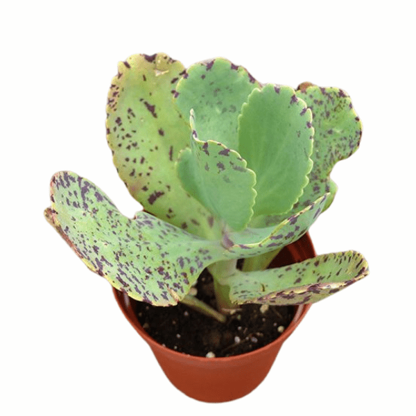 Succulent Kalanchoe Marmorata Spotted Kalanchoe - View 18 from www redcrocus com