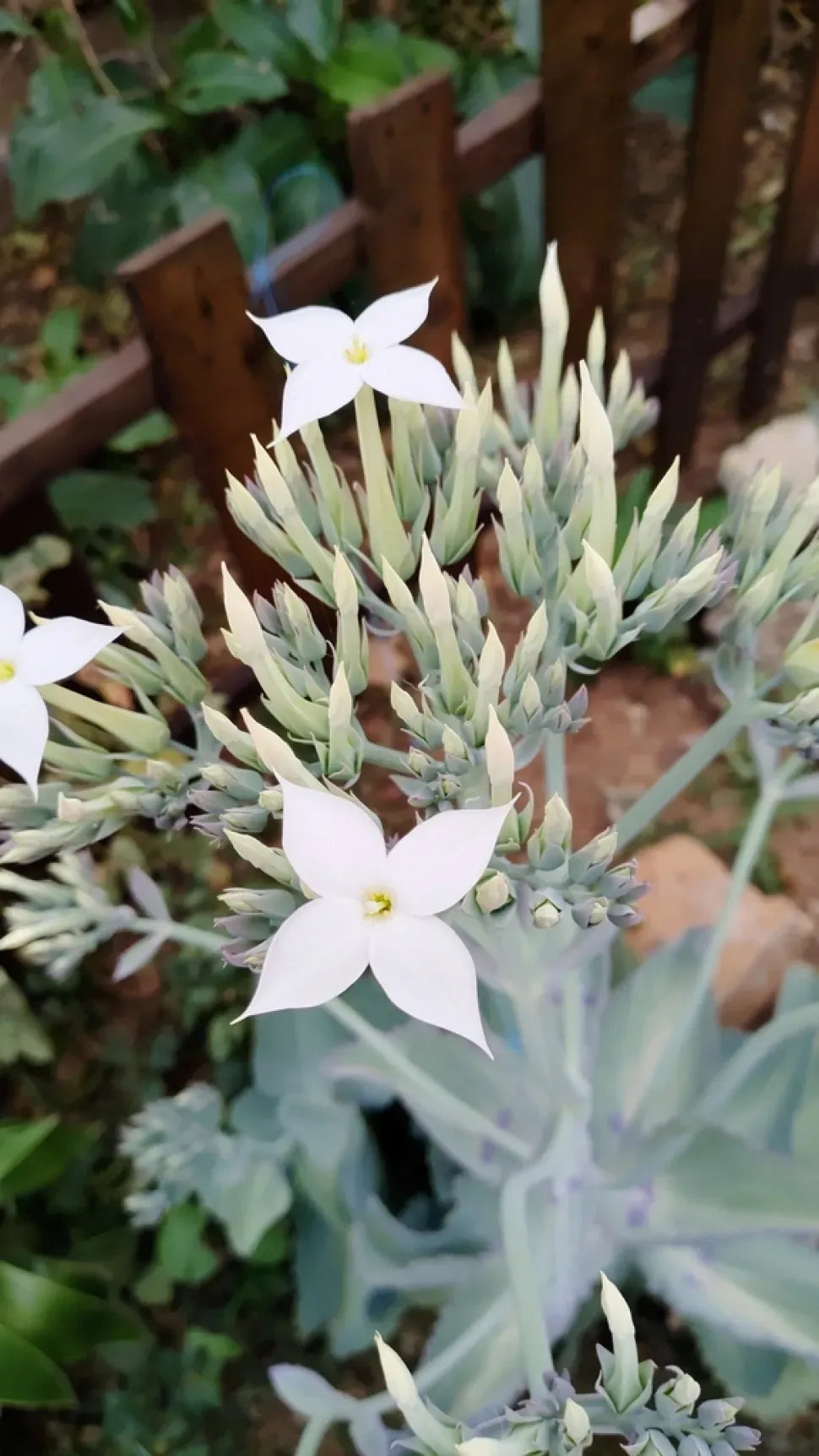 Succulent Kalanchoe Marmorata Spotted Kalanchoe - View 20 from www redcrocus com