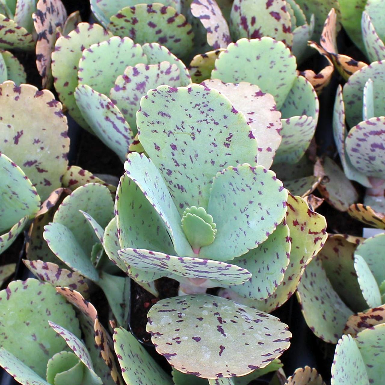 Succulent Kalanchoe Marmorata Spotted Kalanchoe - View 22 from www redcrocus com