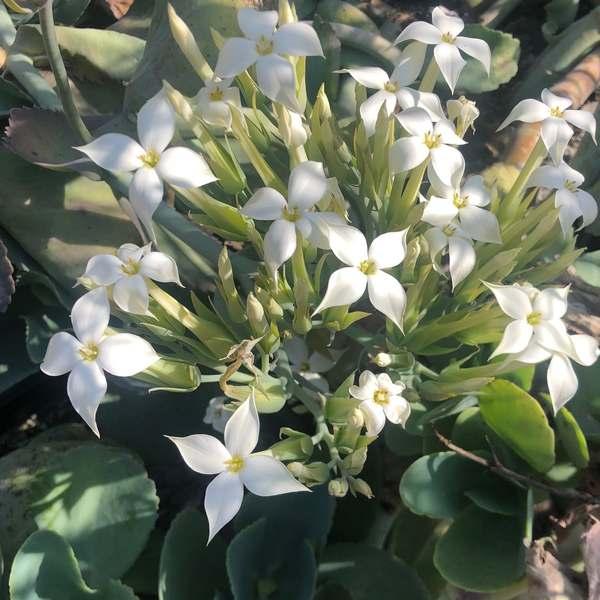 Succulent Kalanchoe Marmorata Spotted Kalanchoe - View 23 from www redcrocus com