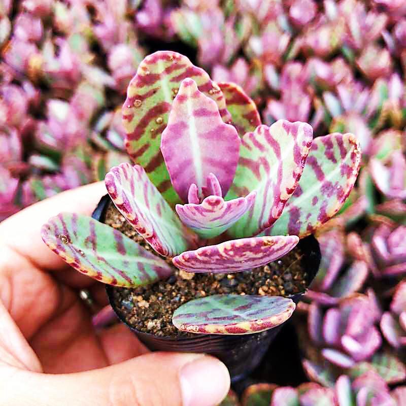 Succulent Kalanchoe Marmorata Spotted Kalanchoe - View 29 from www redcrocus com