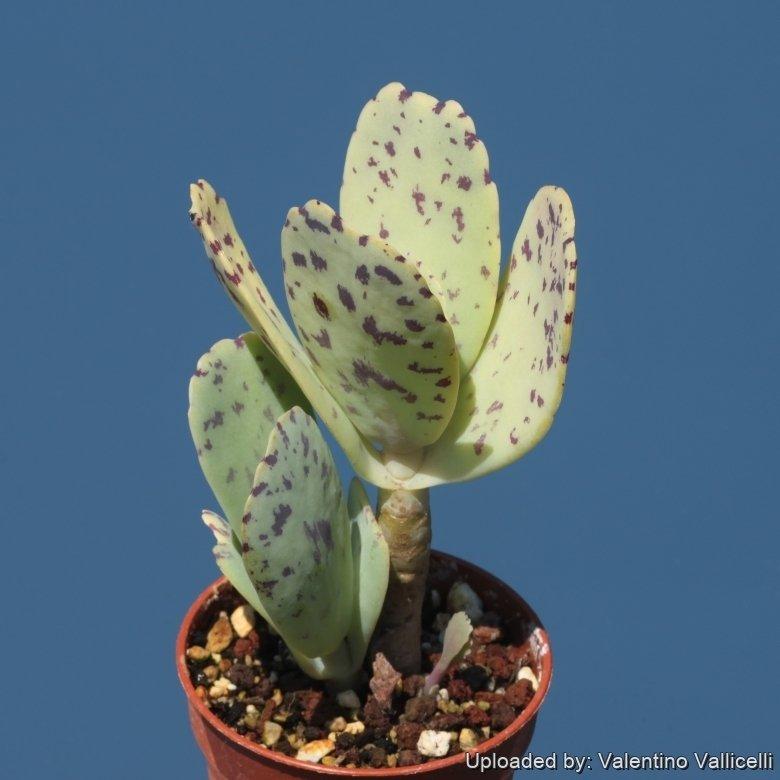 Succulent Kalanchoe Marmorata Spotted Kalanchoe - View 2 from www redcrocus com