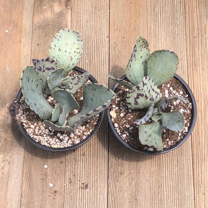 Succulent Kalanchoe Marmorata Spotted Kalanchoe - View 32 from www redcrocus com