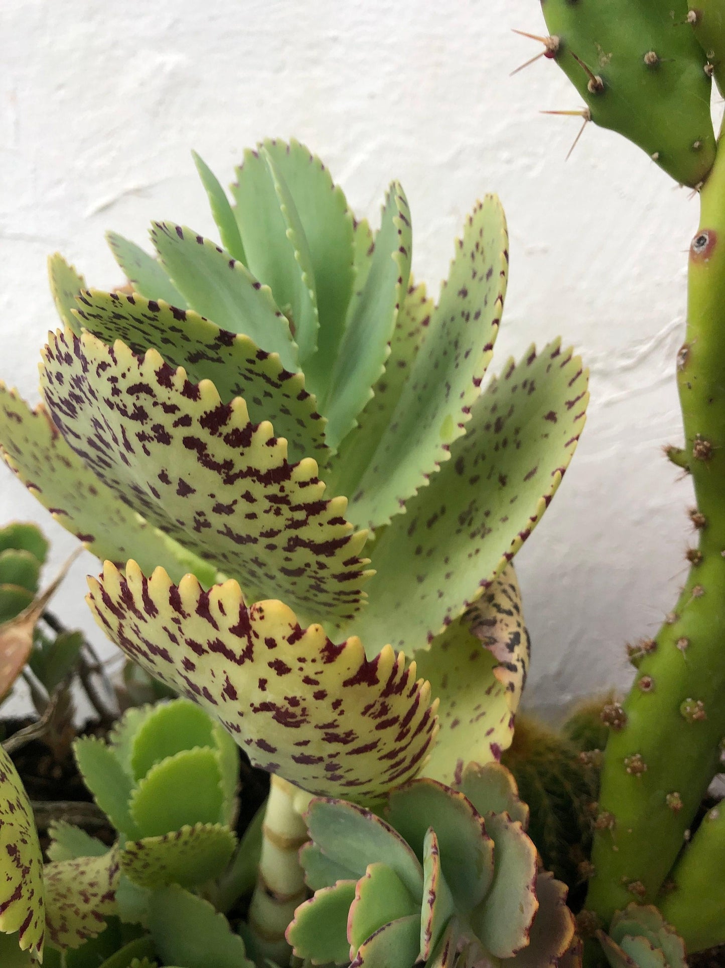 Succulent Kalanchoe Marmorata Spotted Kalanchoe - View 4 from www redcrocus com