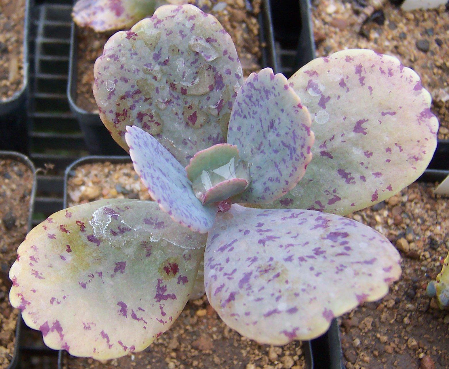 Succulent Kalanchoe Marmorata Spotted Kalanchoe - View 5 from www redcrocus com