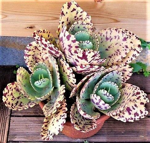 Succulent Kalanchoe Marmorata Spotted Kalanchoe - View 6 from www redcrocus com