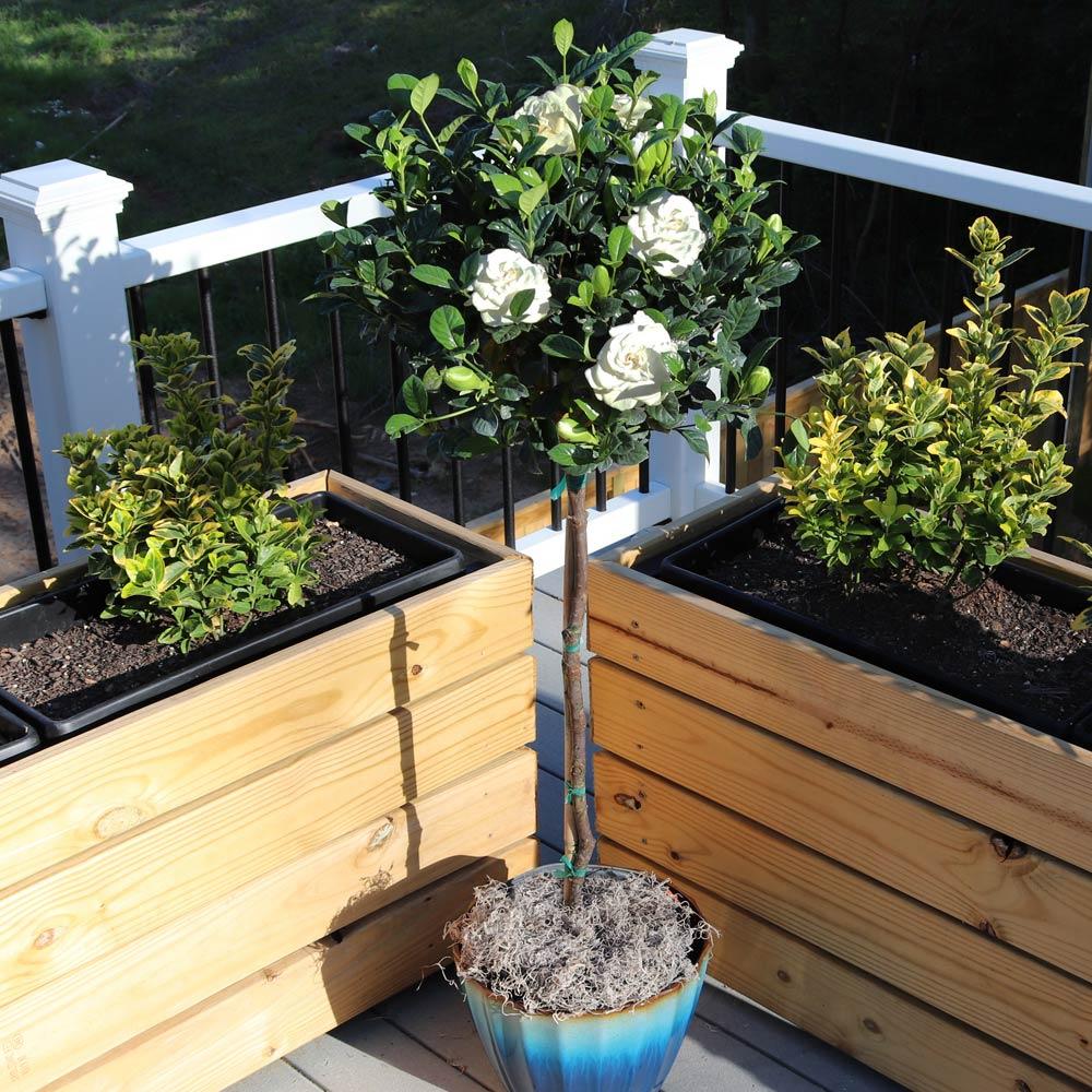 Baby Jade Standard Topiary - View 10 from www redcrocus com