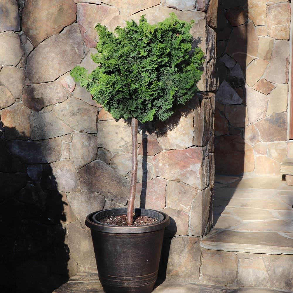 Baby Jade Standard Topiary - View 11 from www redcrocus com