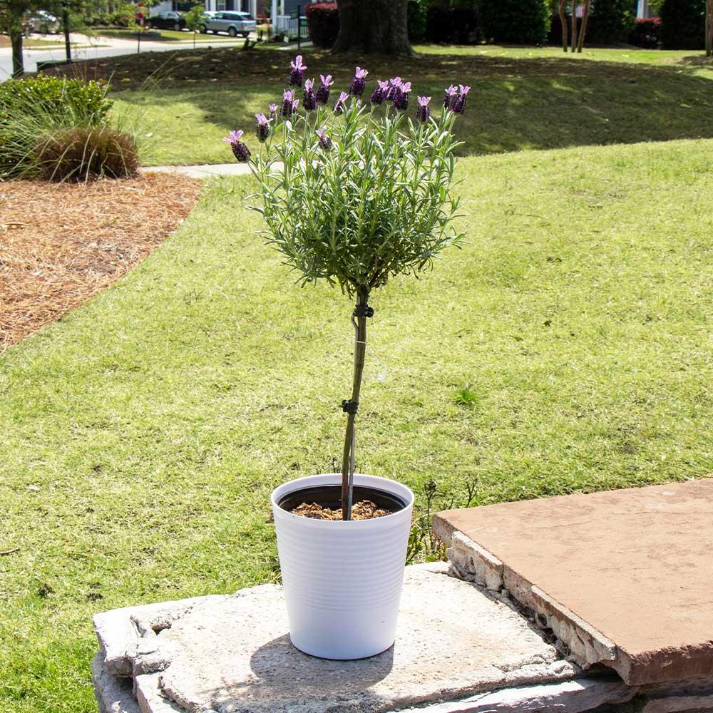 Baby Jade Standard Topiary - View 1 from www redcrocus com