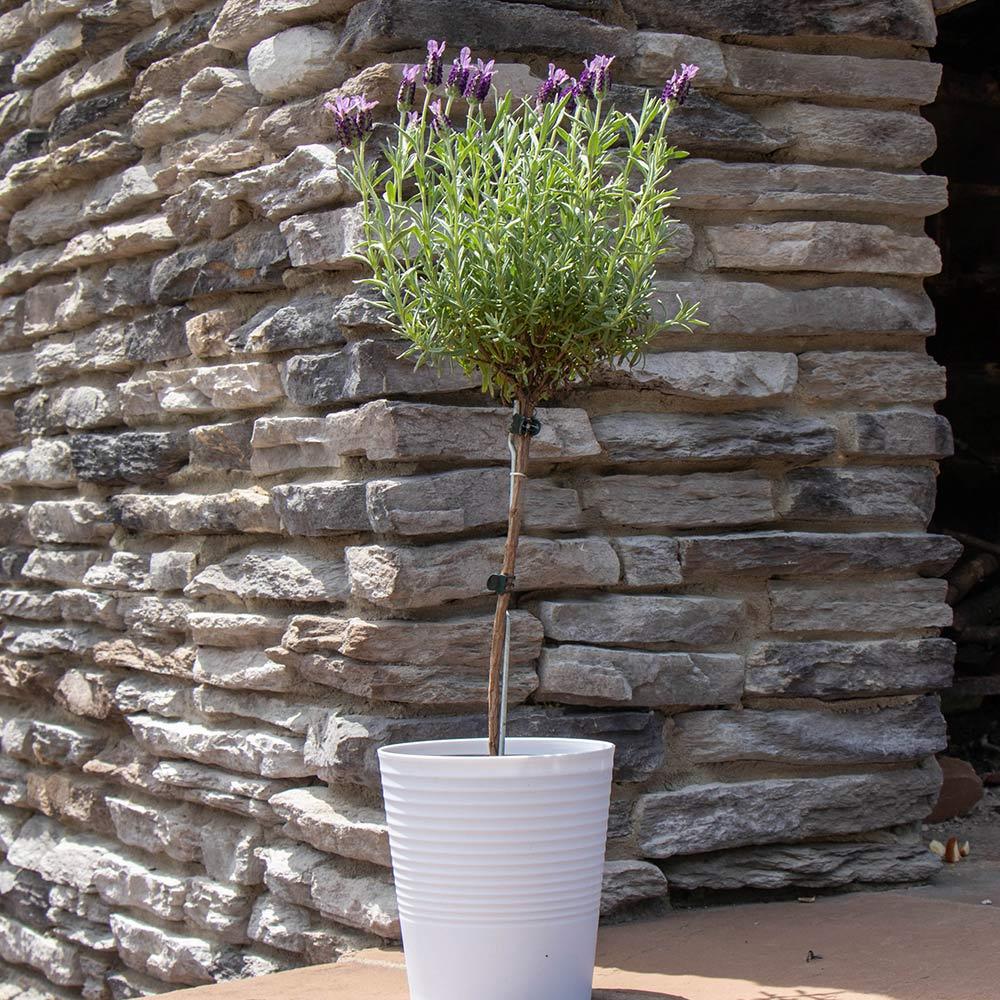 Baby Jade Standard Topiary - View 9 from www redcrocus com