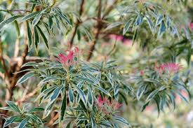RedCrocus Picea 'Green Knight' Columnar Spruce, Cold Hardy Evergreen with Deep Green Needles, Live Plant for Accents, Screens & Small Spaces  7 Gallon Nursery Pot