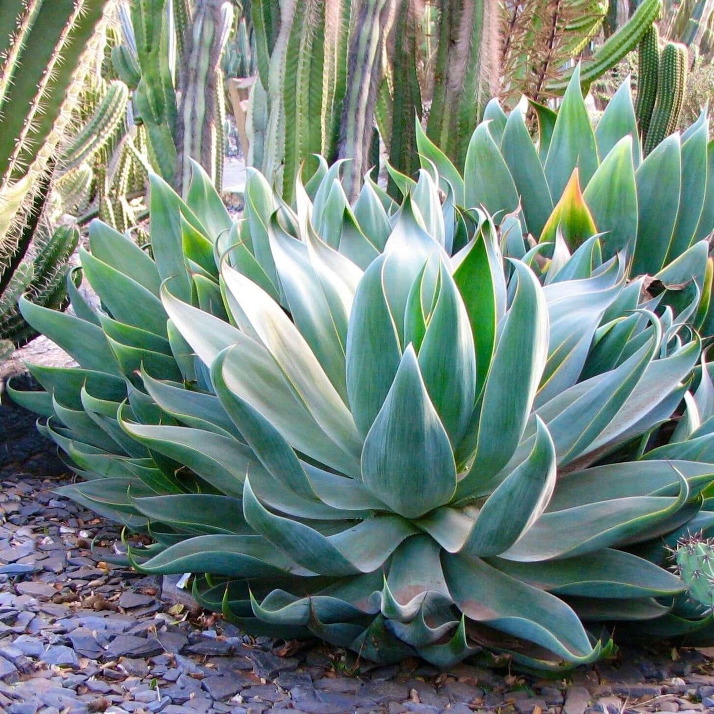 Agave Green - View 15 from www redcrocus com