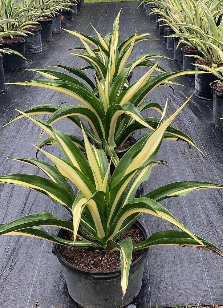 Agave Green - View 17 from www redcrocus com