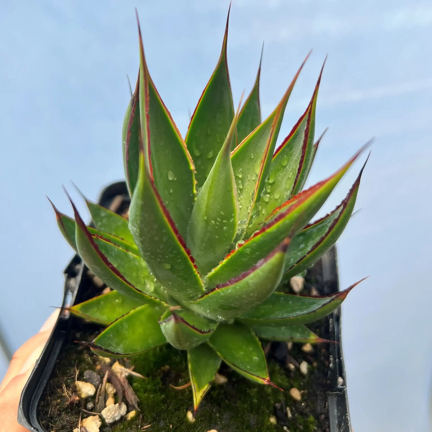 Agave Green - View 19 from www redcrocus com