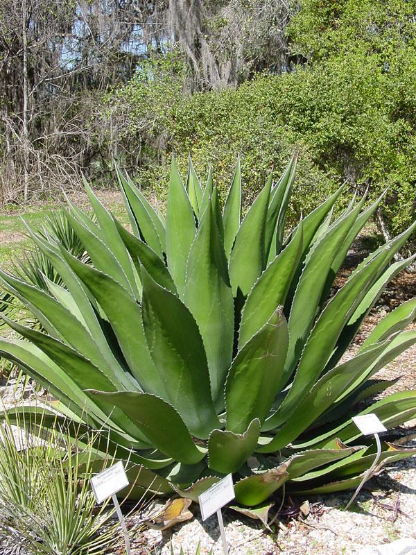Agave Green - View 21 from www redcrocus com