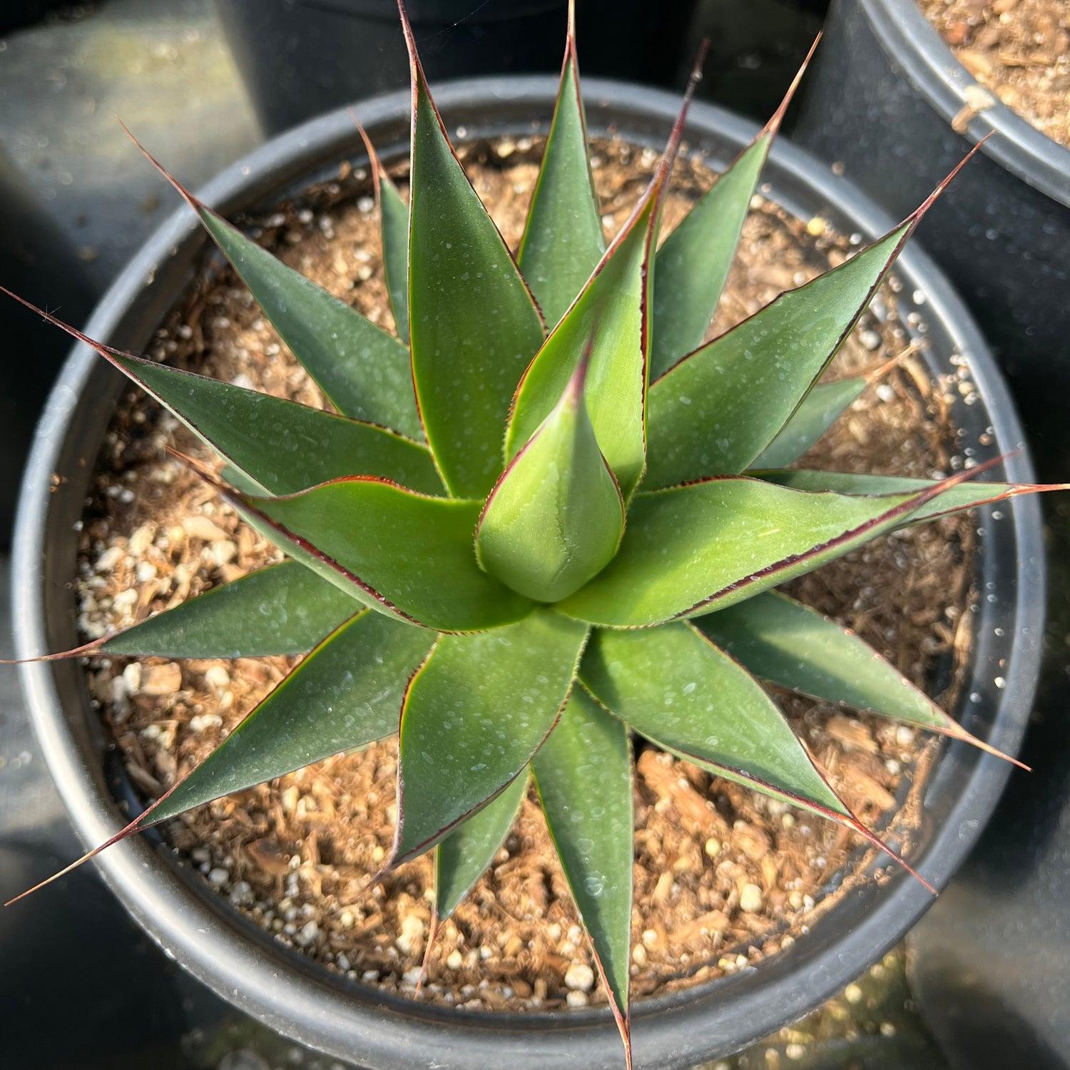 Agave Green - View 22 from www redcrocus com