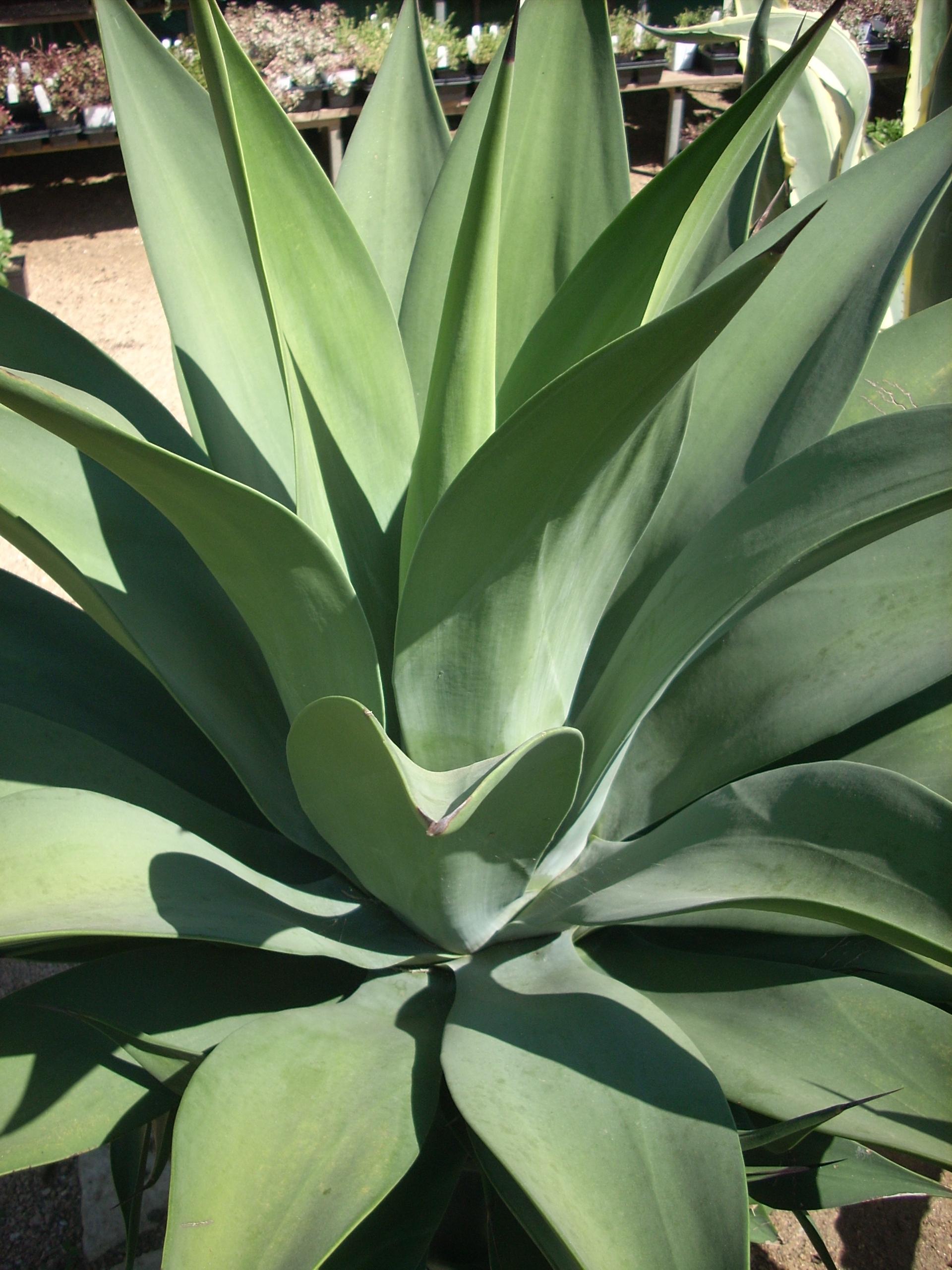 Agave Green - View 26 from www redcrocus com