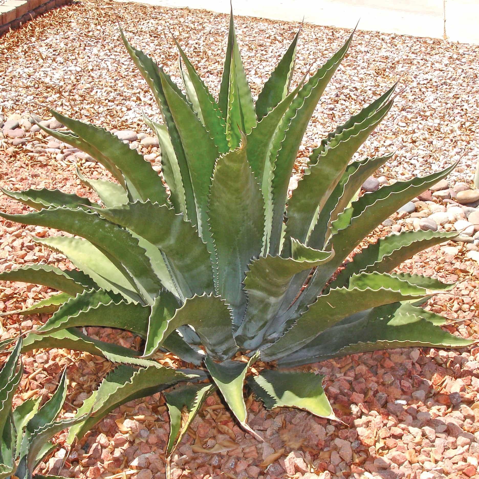 Agave Green - View 27 from www redcrocus com