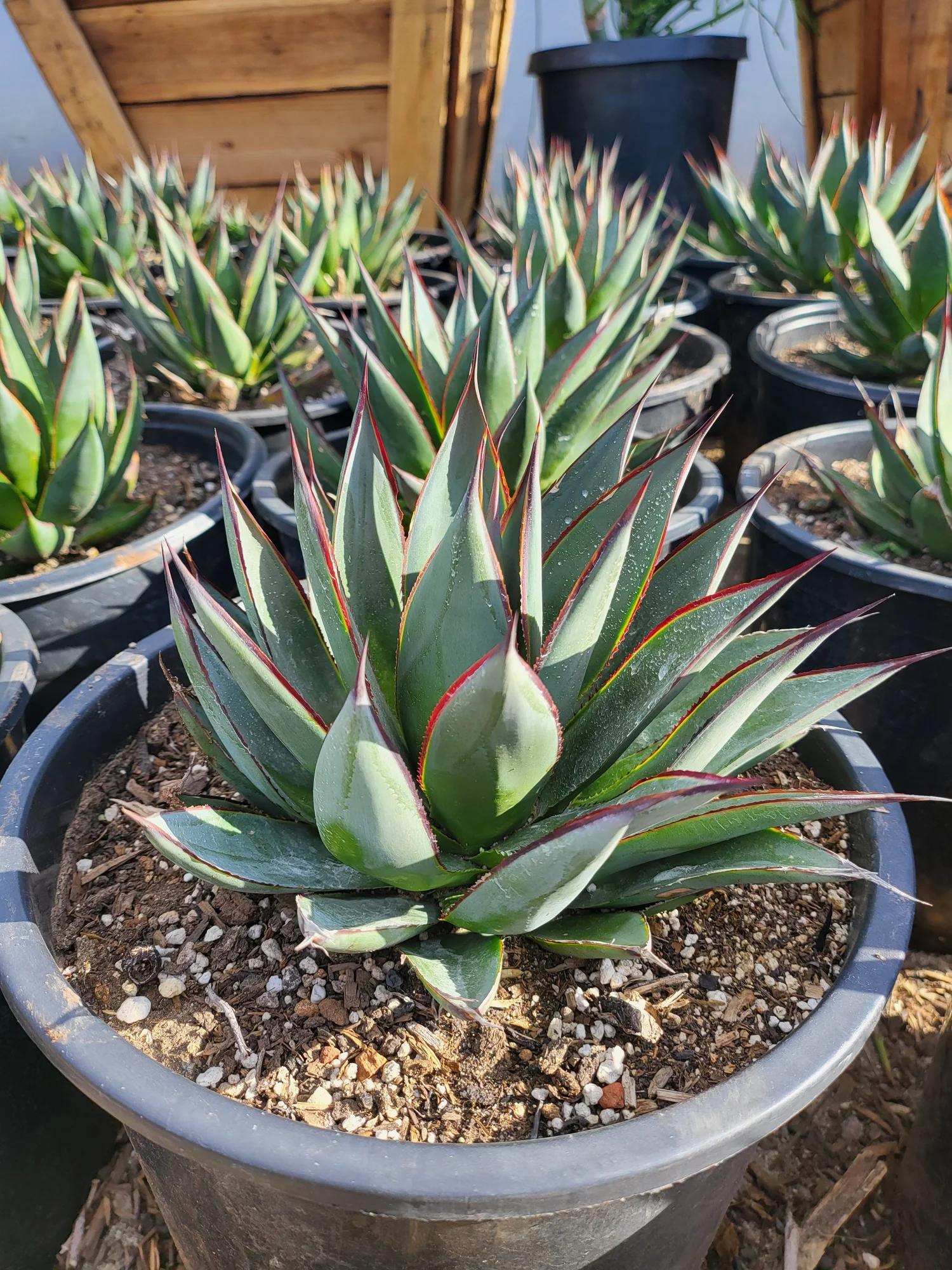 Agave Green - View 28 from www redcrocus com
