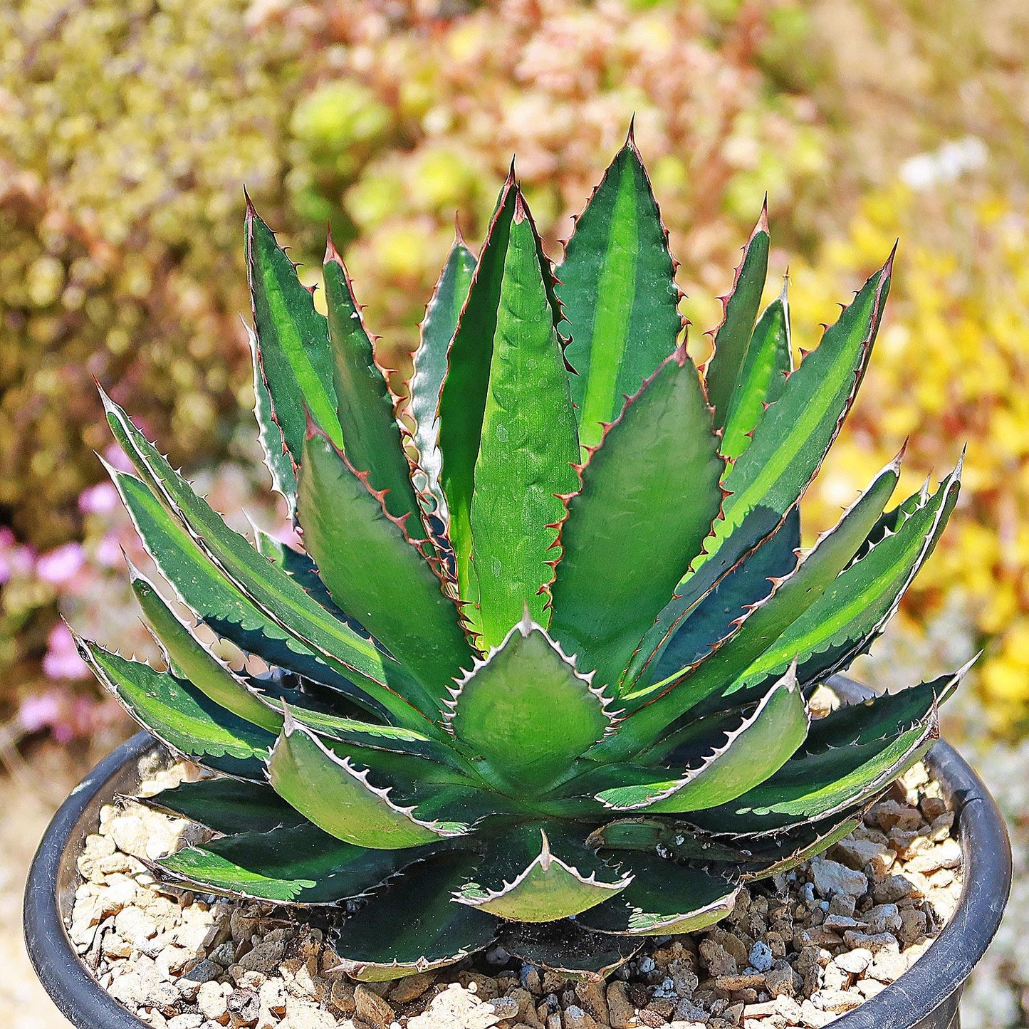 Agave Green - View 29 from www redcrocus com