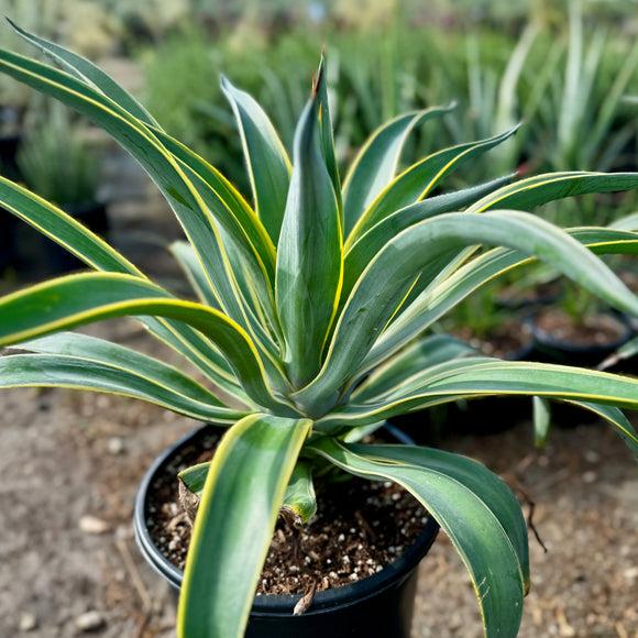 Agave Green - View 30 from www redcrocus com