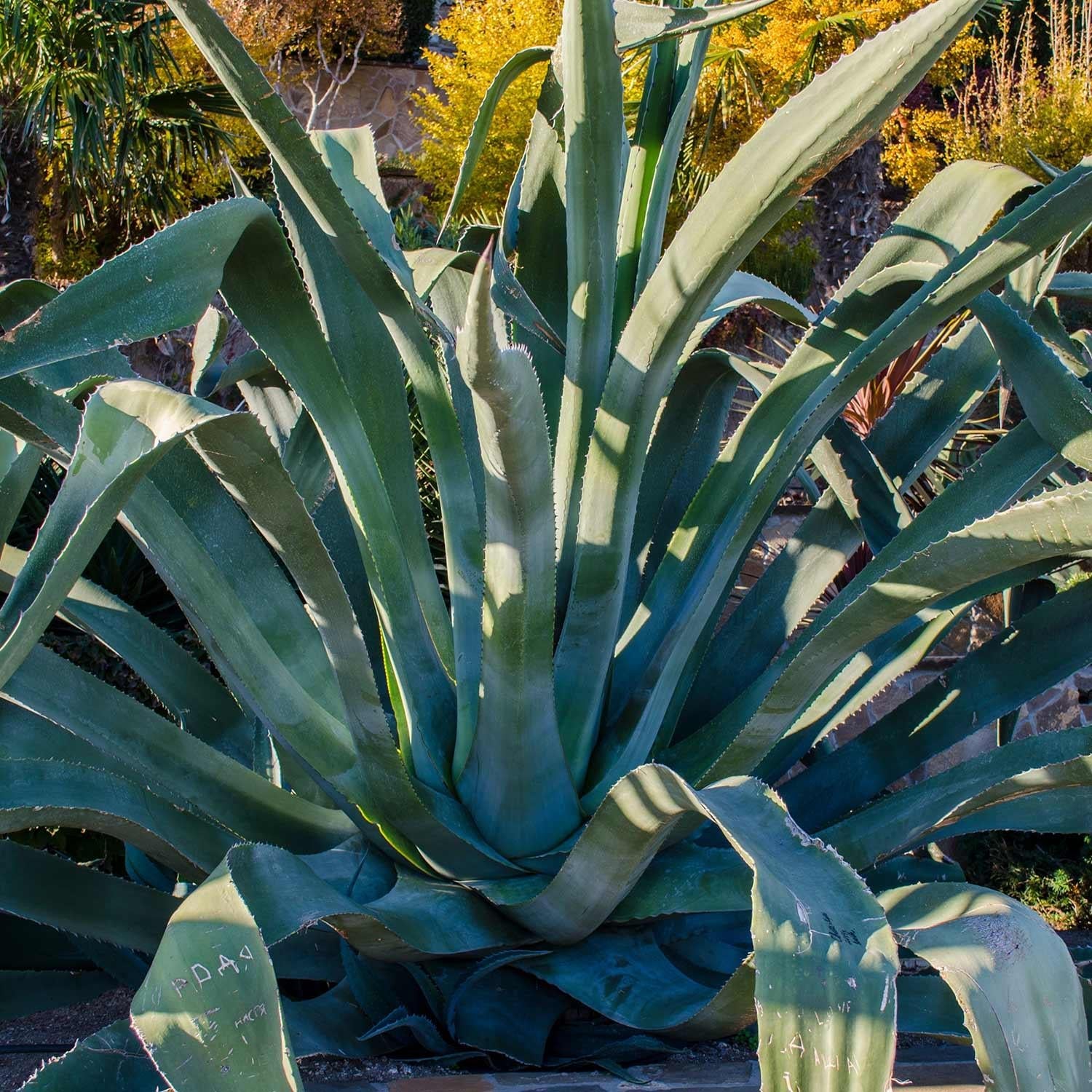 Agave Green - View 31 from www redcrocus com