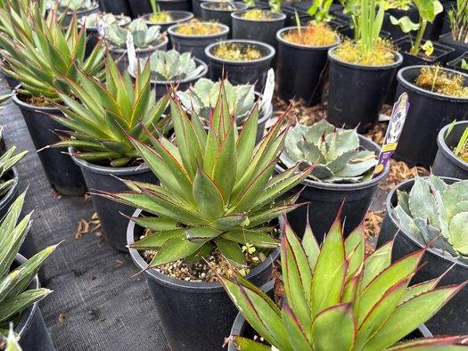 Agave Green - View 32 from www redcrocus com