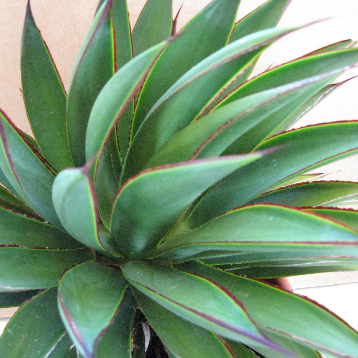 Agave Green - View 3 from www redcrocus com