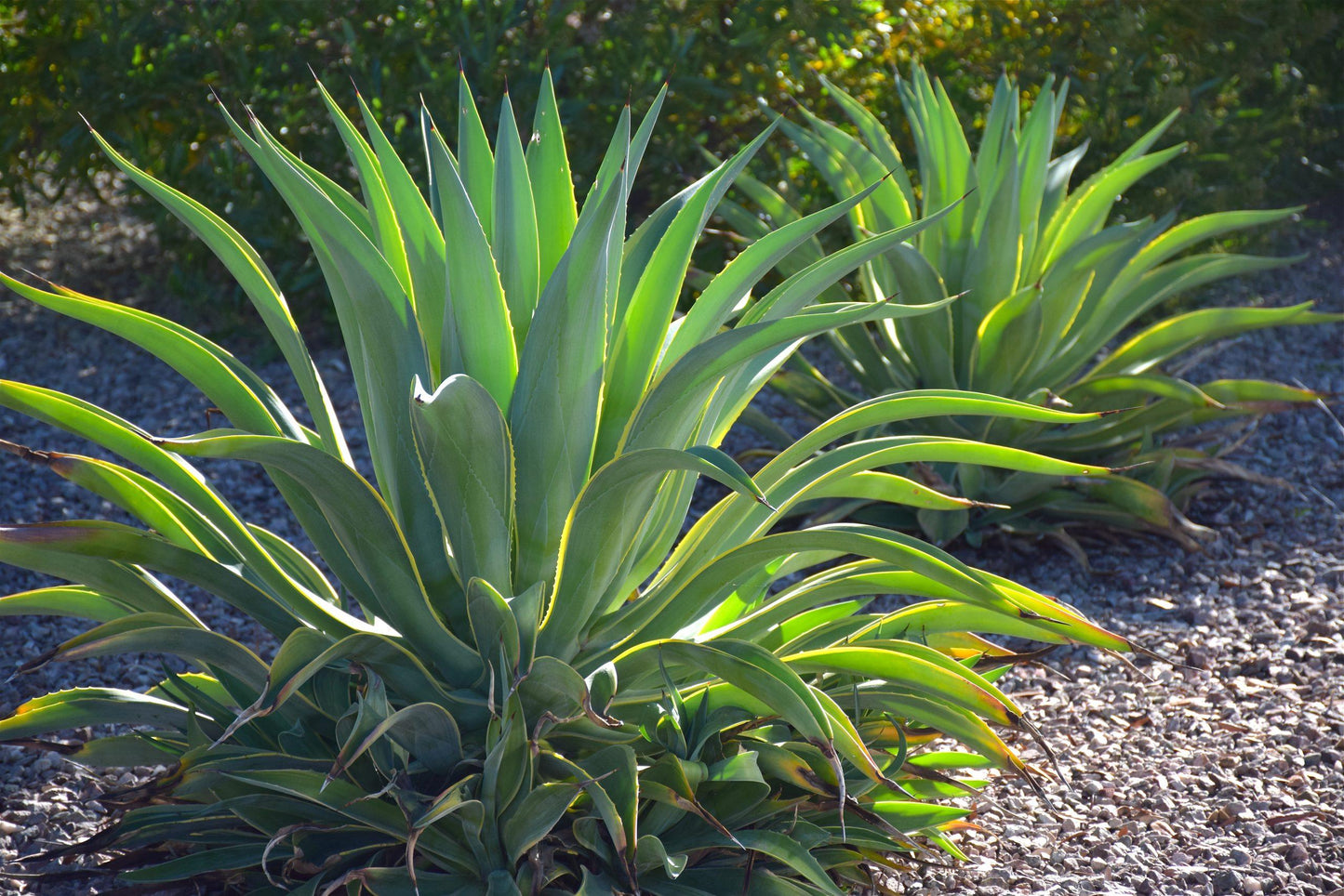 Agave Green - View 4 from www redcrocus com