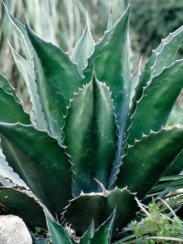 Agave Green - View 5 from www redcrocus com