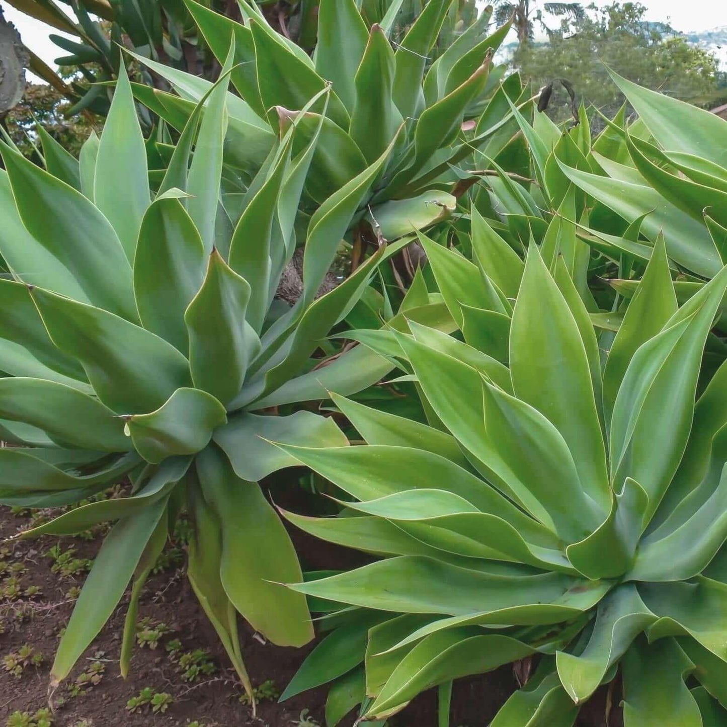 Agave Green - View 6 from www redcrocus com