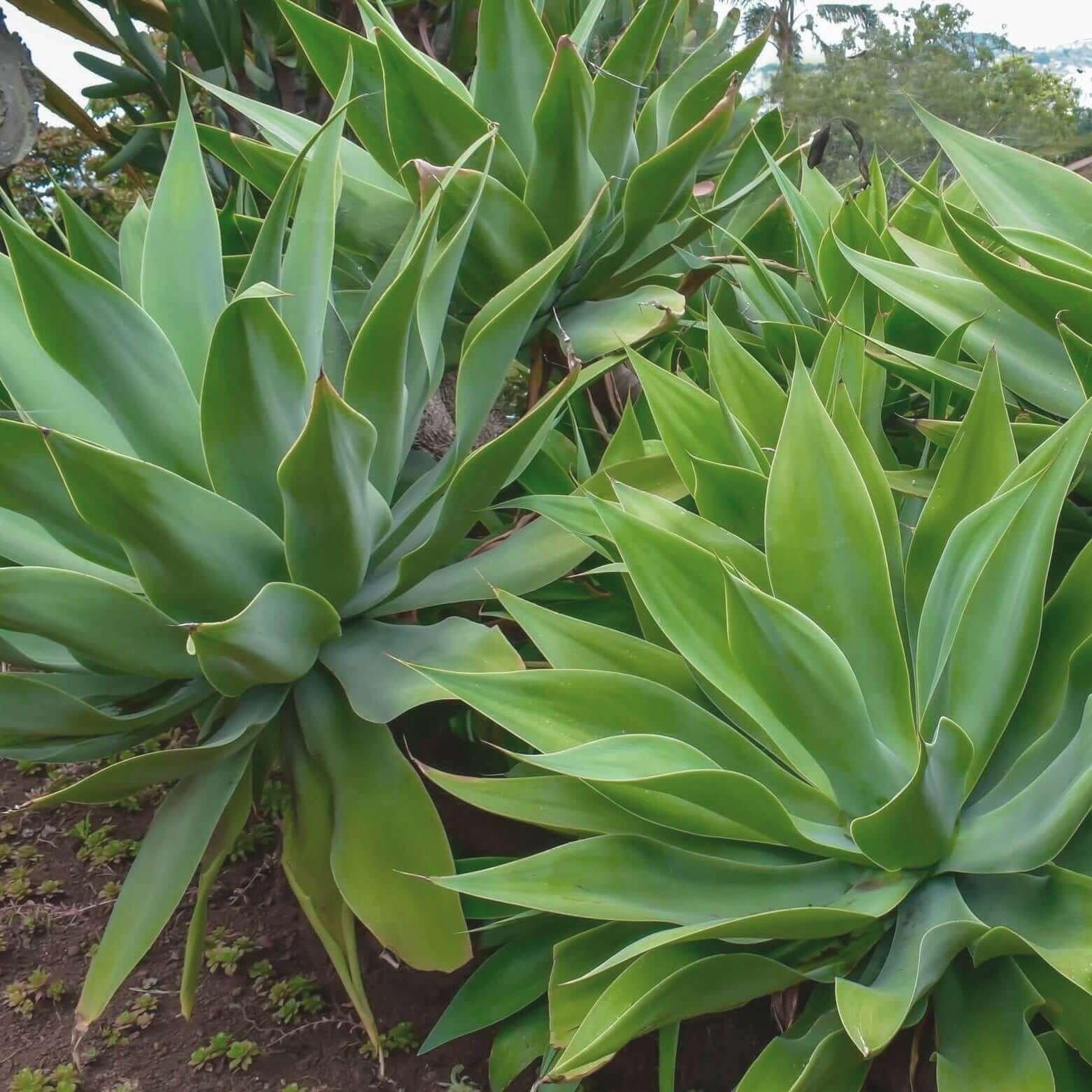 Agave Green - View 6 from www redcrocus com