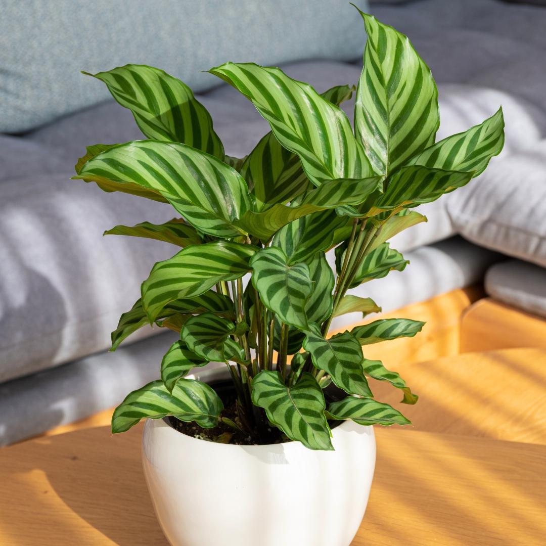 Calathea Feddie - View 13 from www redcrocus com