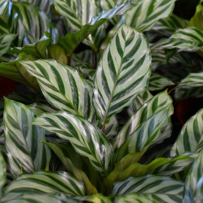 Calathea Feddie - View 16 from www redcrocus com