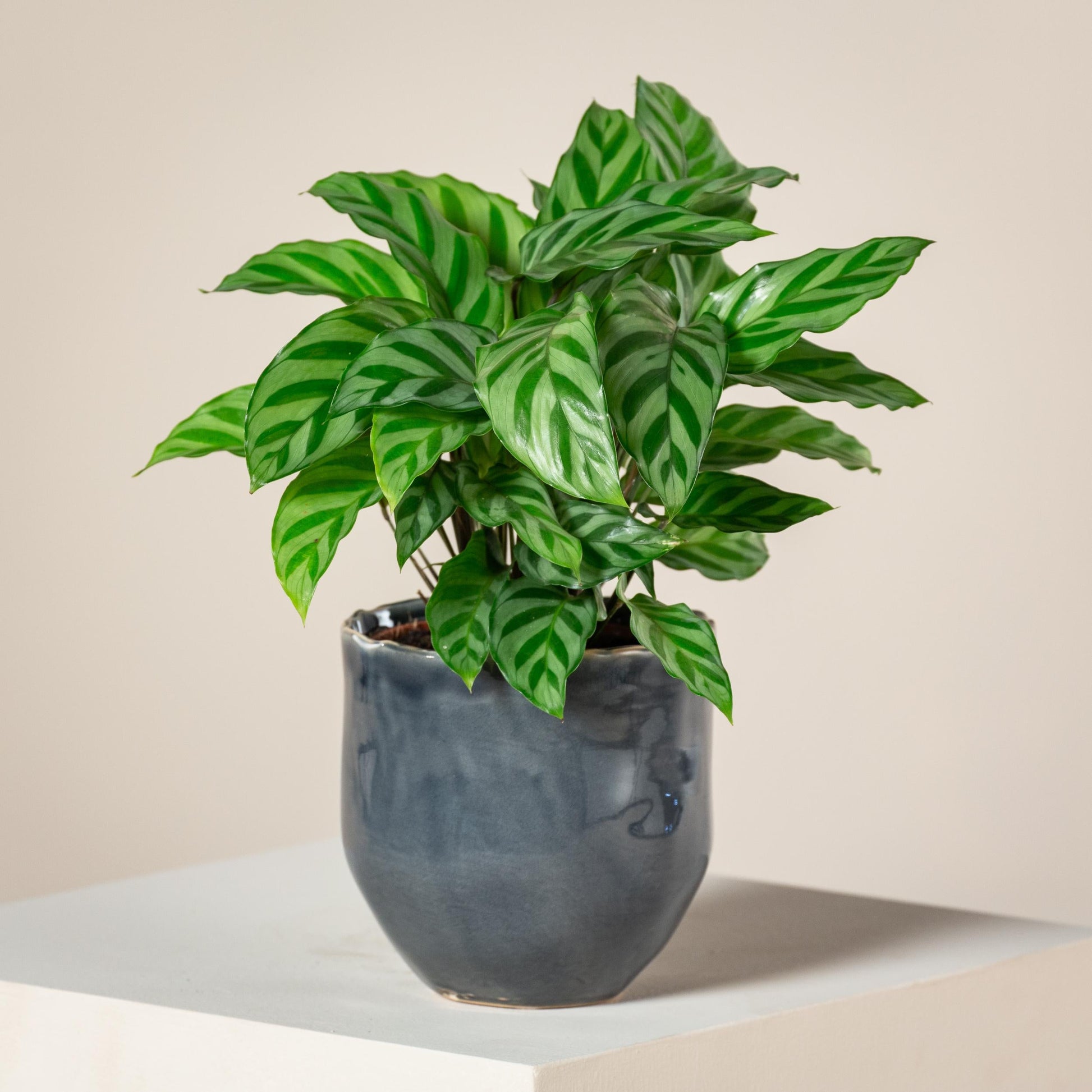 Calathea Feddie - View 19 from www redcrocus com