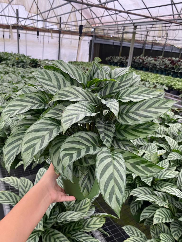 Calathea Feddie - View 20 from www redcrocus com