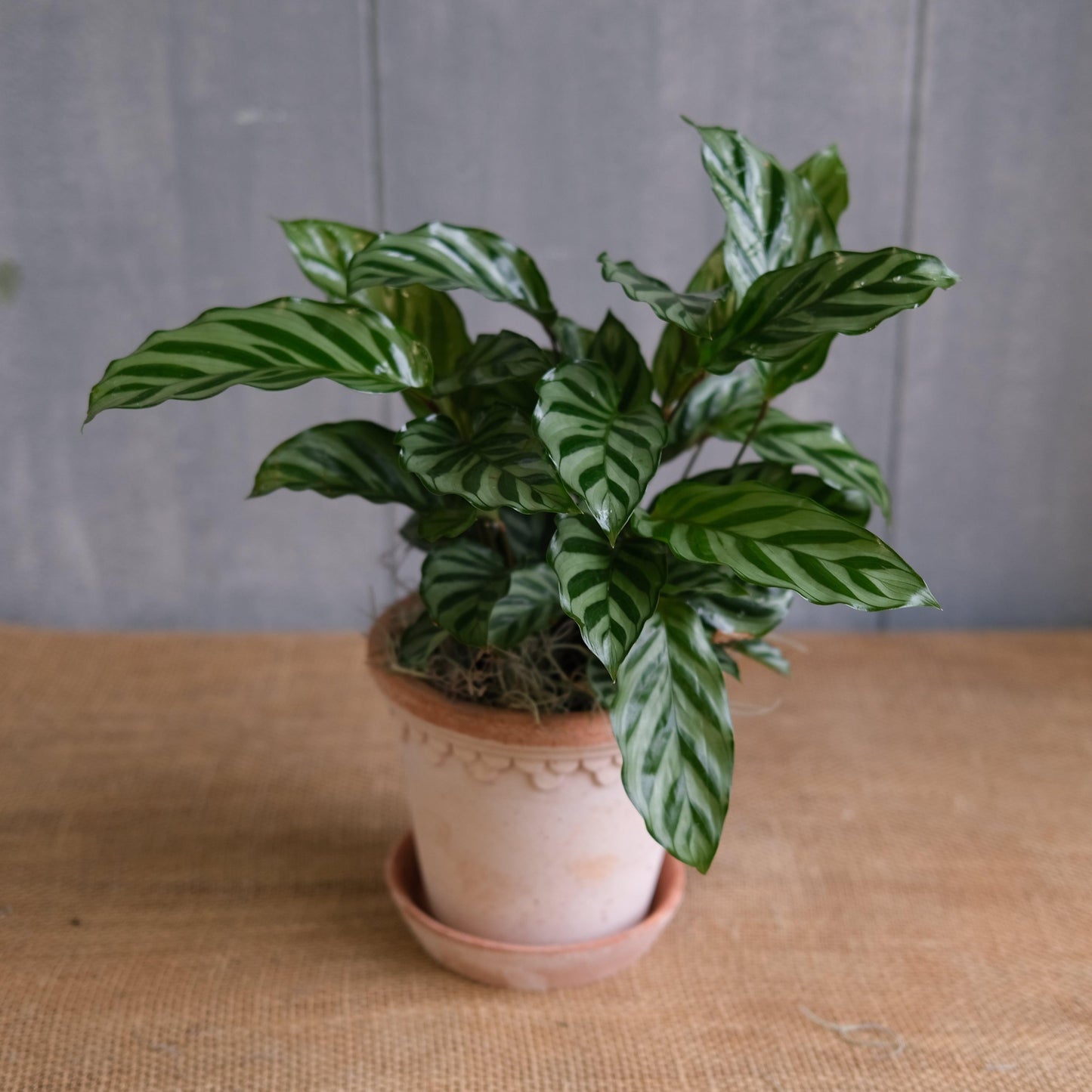 Calathea Feddie - View 21 from www redcrocus com