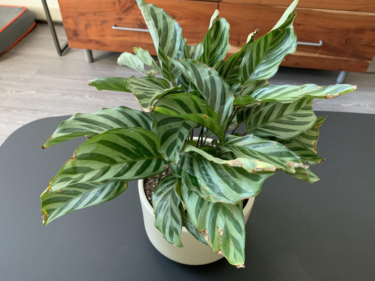 Calathea Feddie - View 22 from www redcrocus com