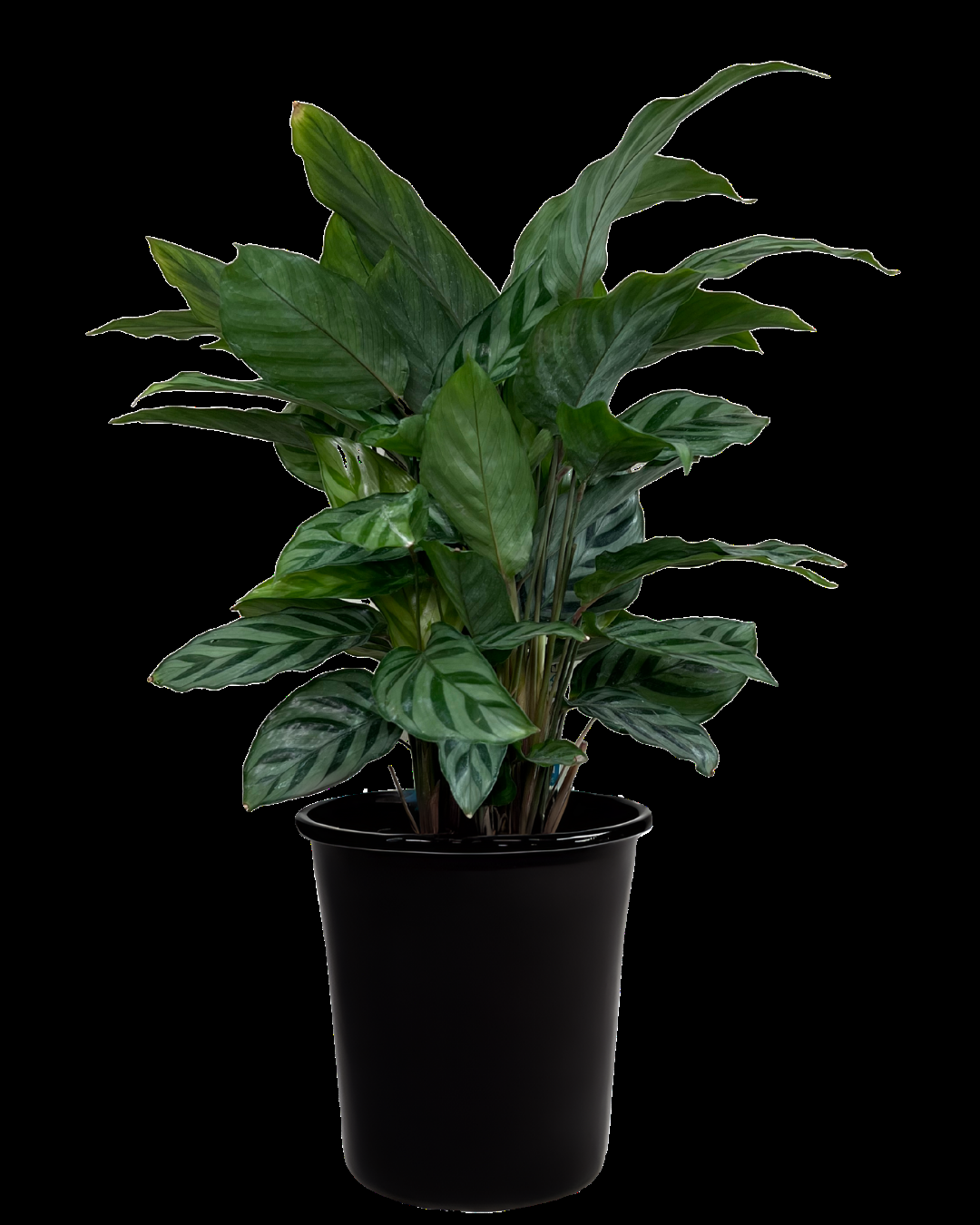 Calathea Feddie - View 23 from www redcrocus com