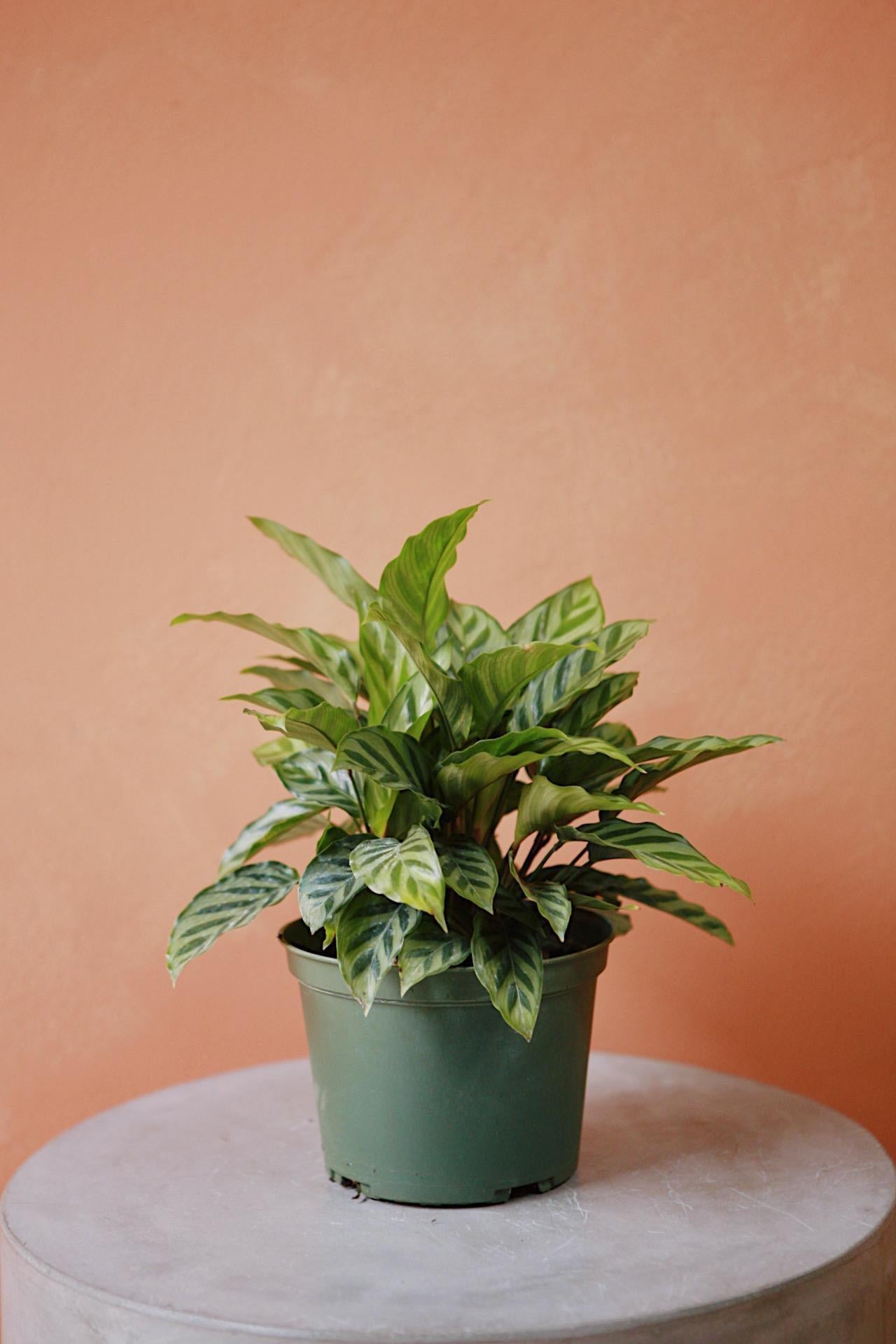 Calathea Feddie - View 27 from www redcrocus com