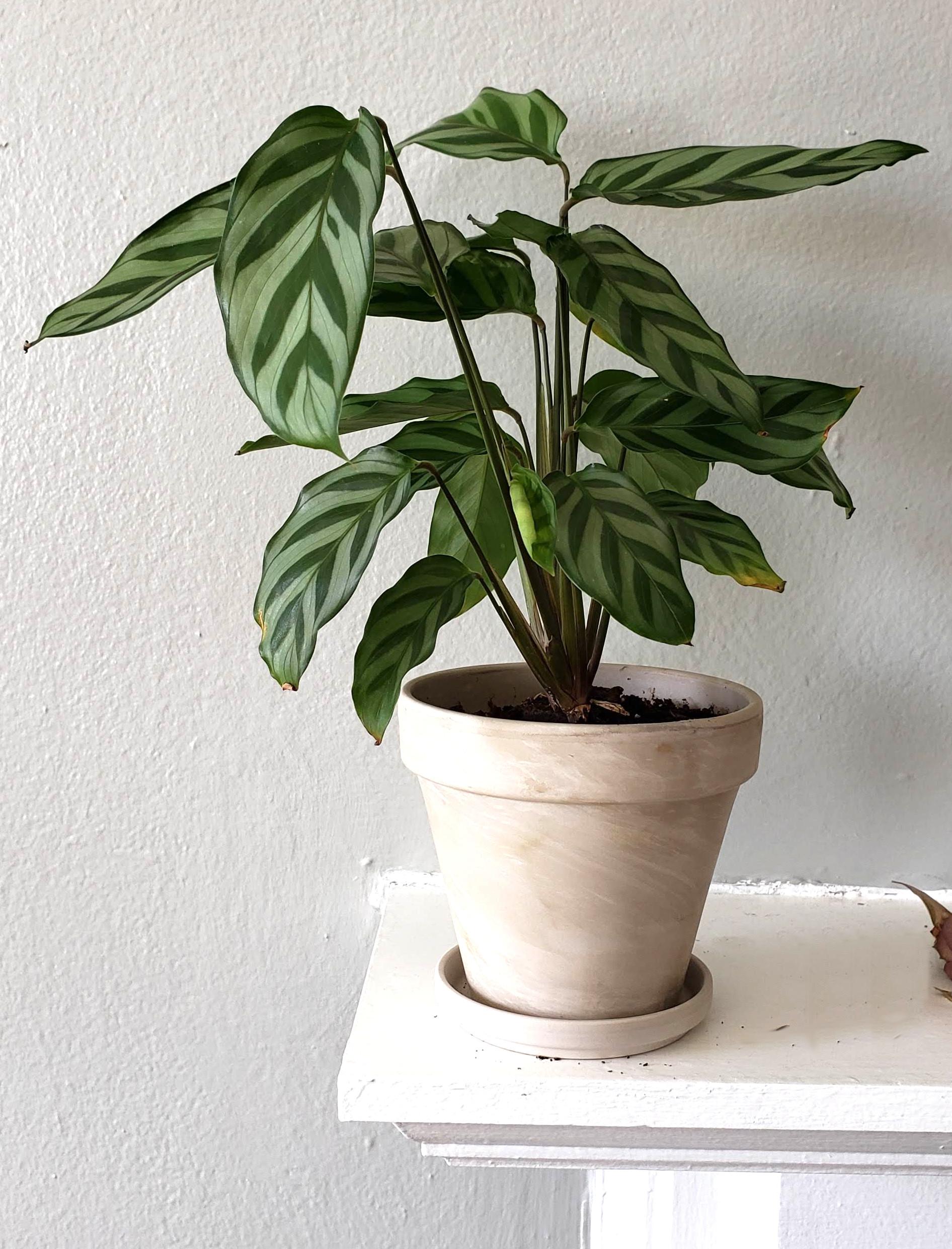 Calathea Feddie - View 29 from www redcrocus com