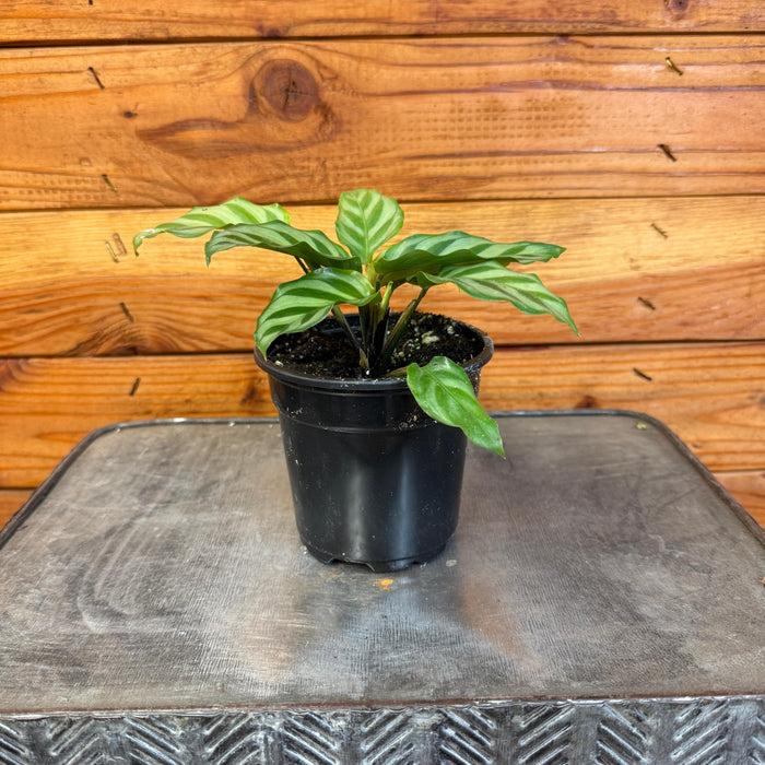 Calathea Feddie - View 30 from www redcrocus com