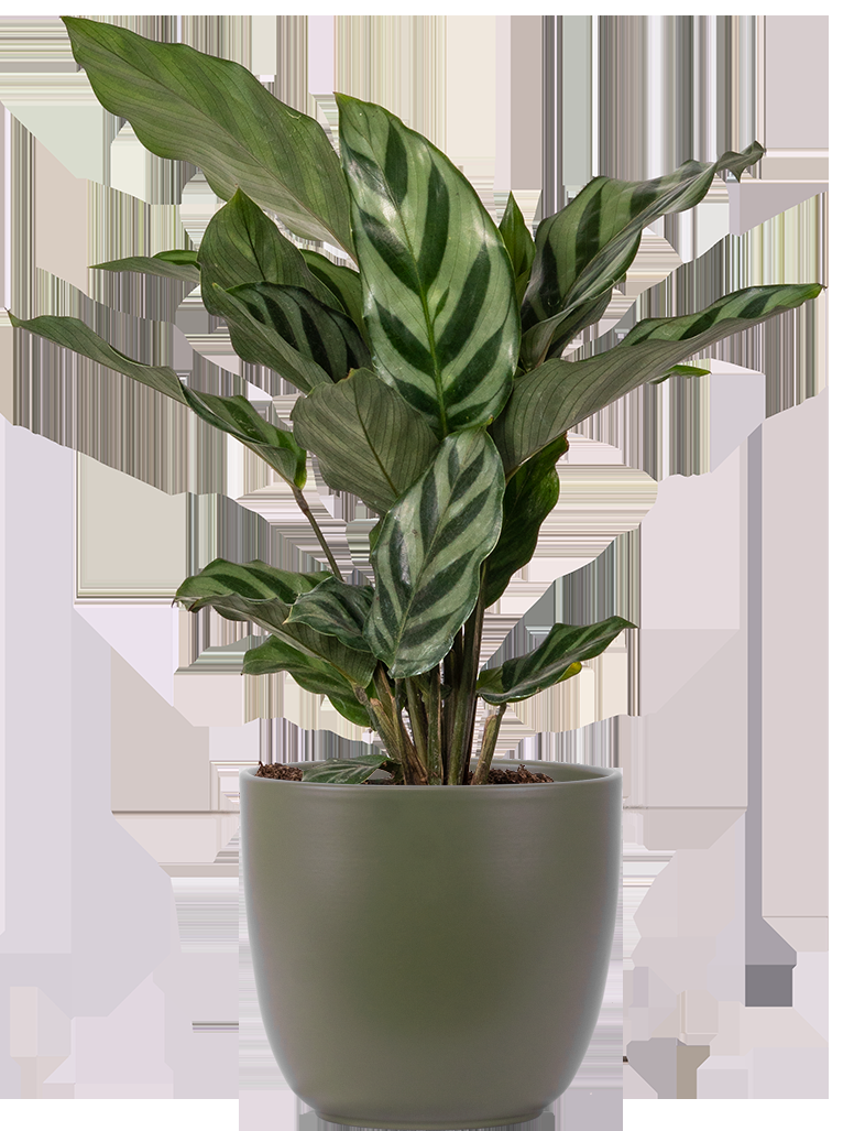 Calathea Feddie - View 32 from www redcrocus com