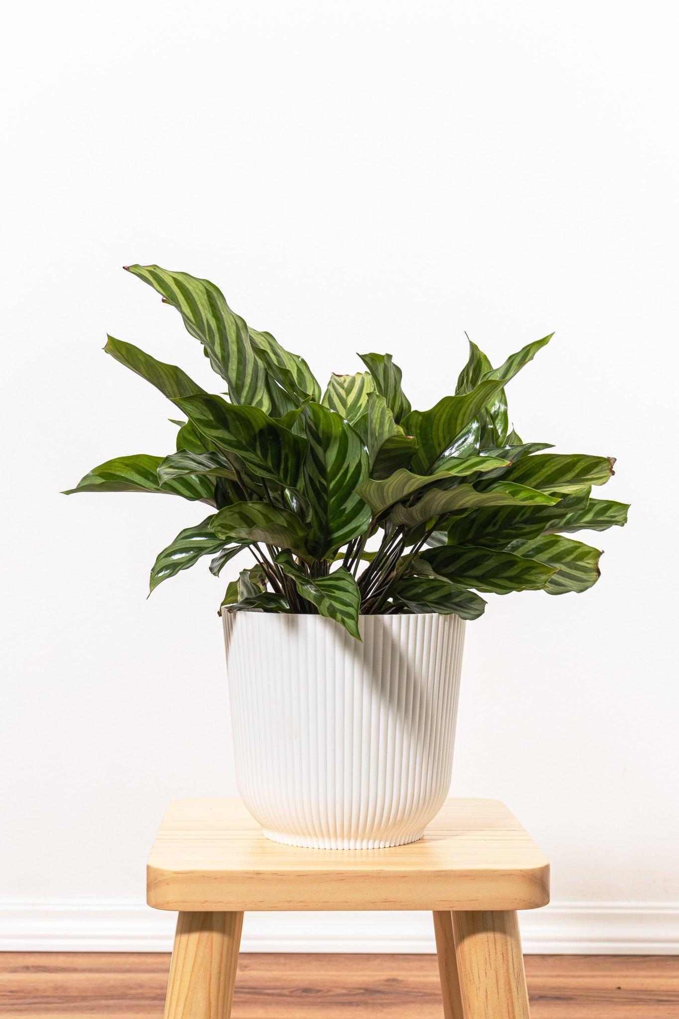 Calathea Feddie - View 34 from www redcrocus com